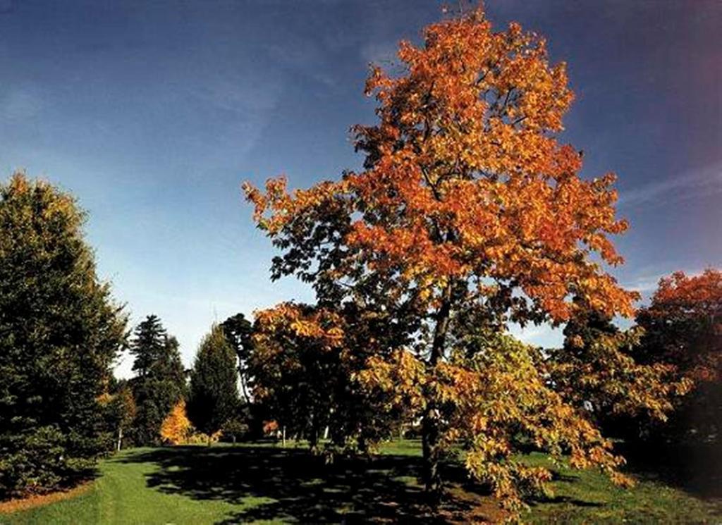West Lodge Park Барнет Екстер'єр фото